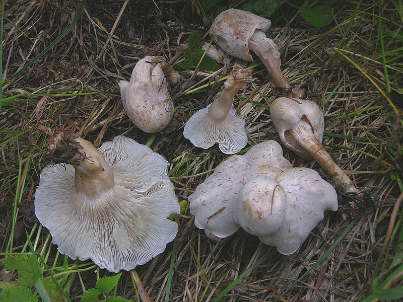 Clitocybe odora var.alba ..... in Abruzzo